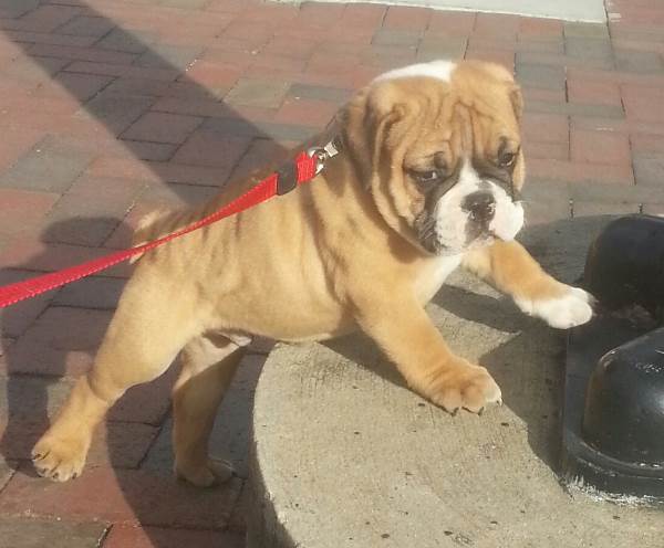 Cute Bulldog