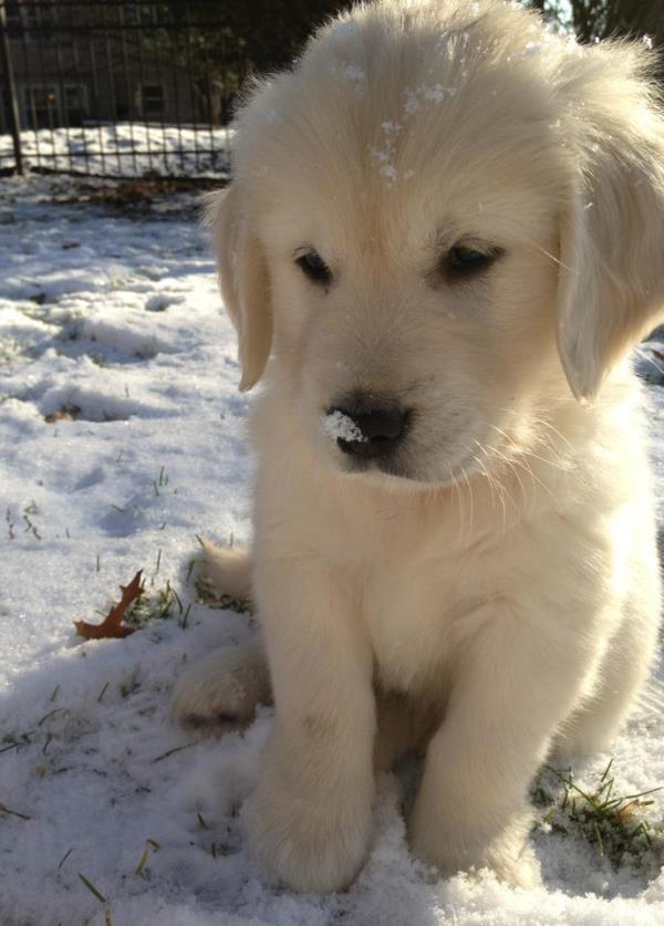 Cute Golden Retriever Pictures
