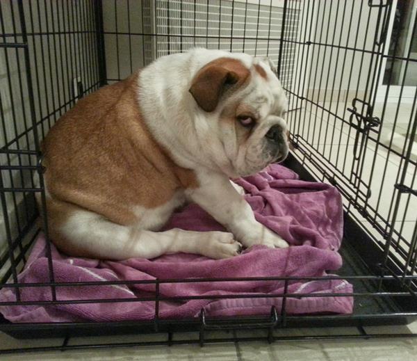 Cutest Bulldog Pictures In A Cage