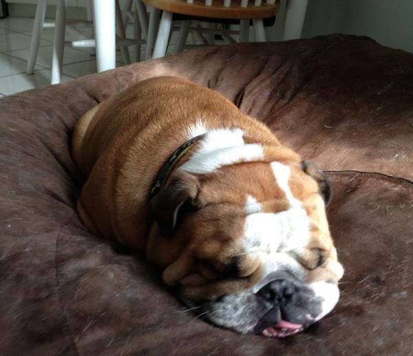 Cutest Bulldog Pictures Sleeping