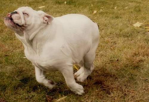 Cutest Bulldog Pictures