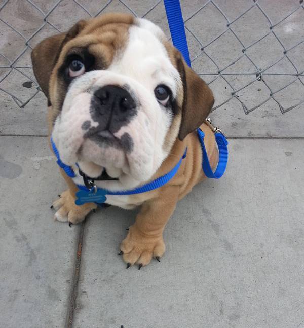 Cutest Bulldog