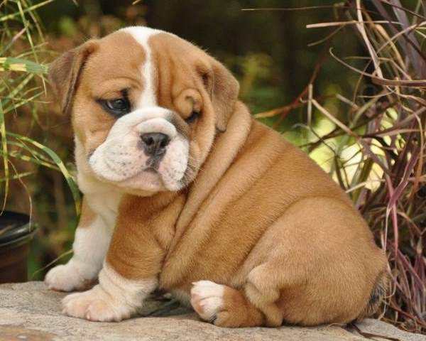Cutest English Bulldog Puppies
