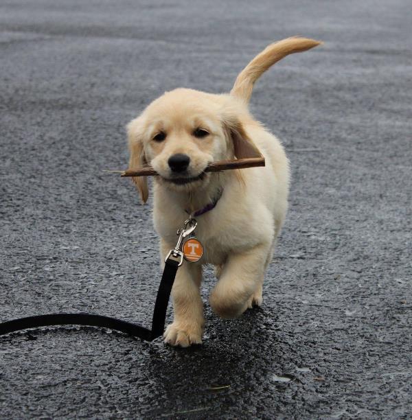 Cutest Golden Retriever Pictures Stick