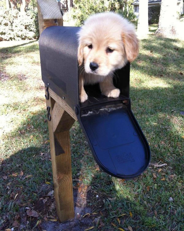 Cutest Golden Retriever Pictures