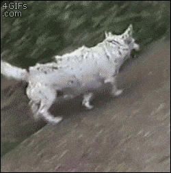 Dog Sliding Up And Down
