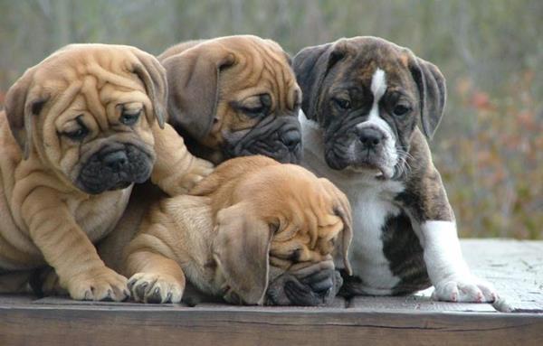 English Bulldog Puppies