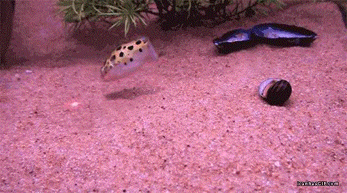 Fish Chases A Laser Pointer