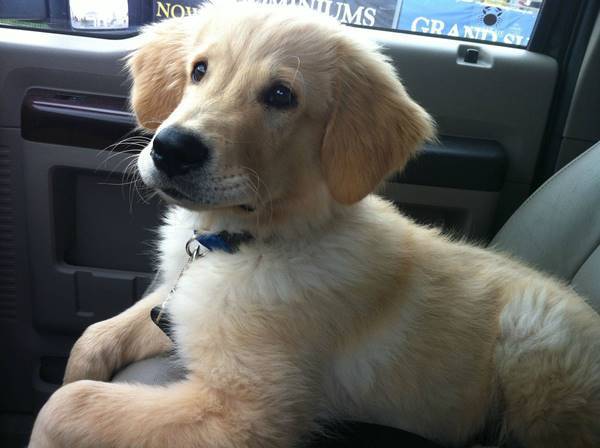 Front Seat Puppy