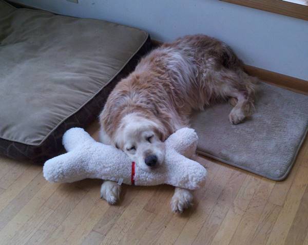 Golden Retriever Asleep On Toy