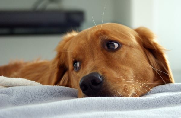 Golden Retriever Begging