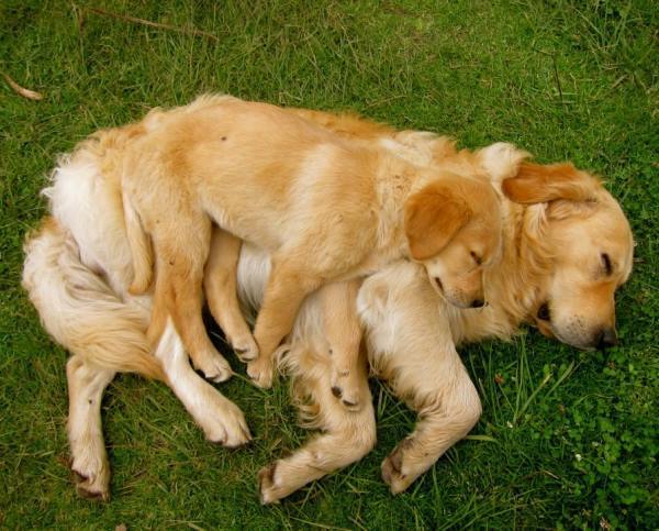 Golden Retriever Family