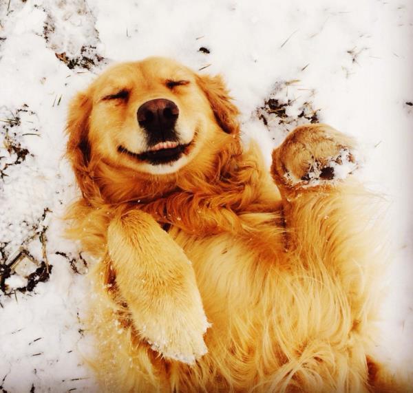 Golden Retriever Happy In The Snow