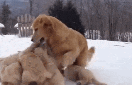 Golden Retriever Mom Playing With Puppies