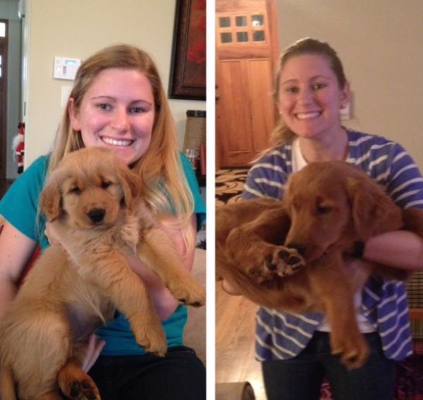 Golden Retriever Pictures