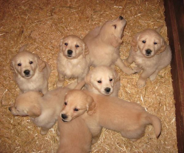 Golden Retriever Pictures Of Puppies