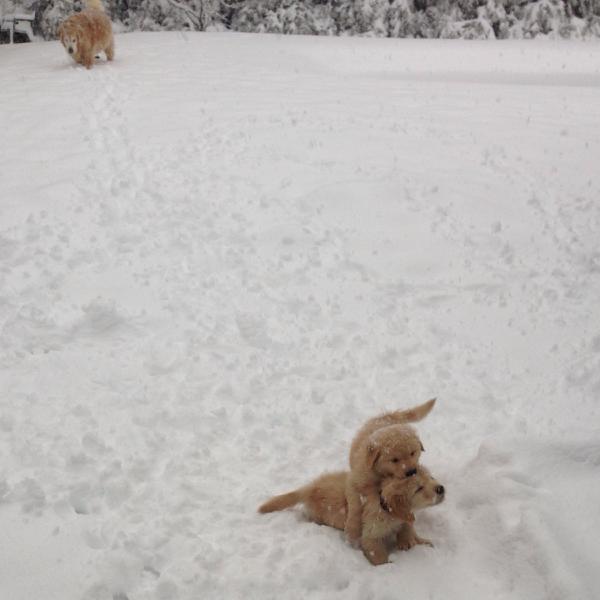 Golden Retriever Pictures In The Snow