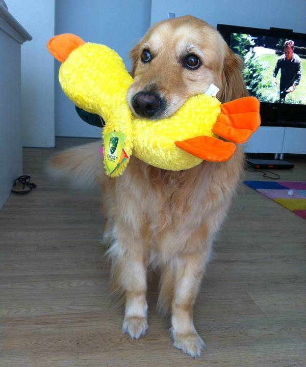Golden Retriever Pictures Toy