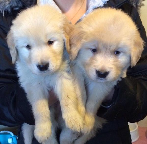 Golden Retriever Puppies