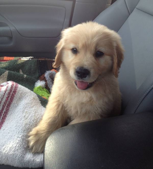 Golden Retriever Puppy In Front Seat