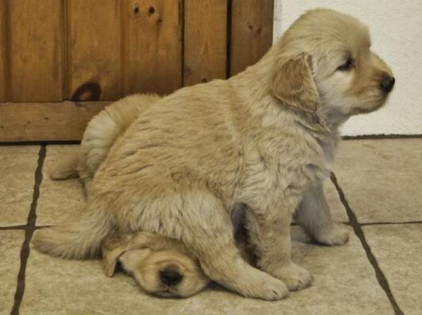 Golden Retriever Puppy Sitting On Other Puppy