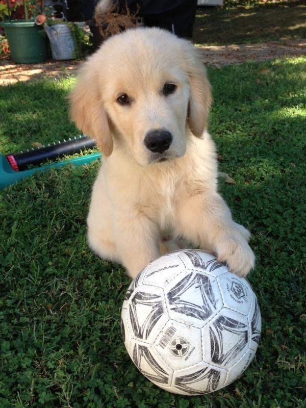 Golden Retriever Puppy With Soccer Ball