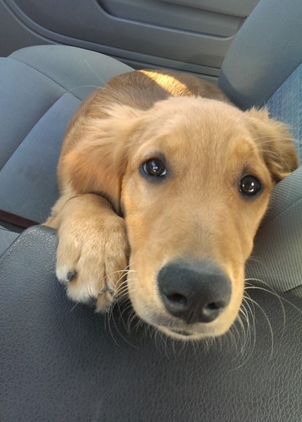 Golden Retriever Saying Hi