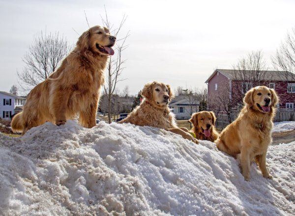 Golden Retrievers In The Snow