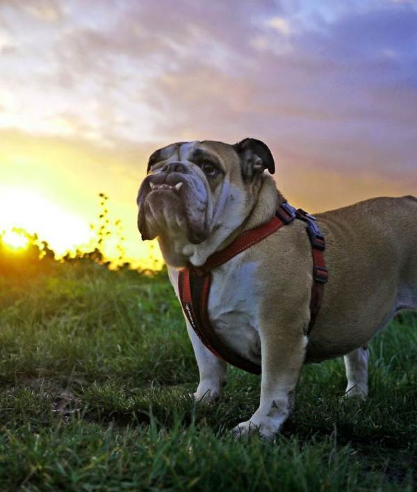 Majestic Bulldog