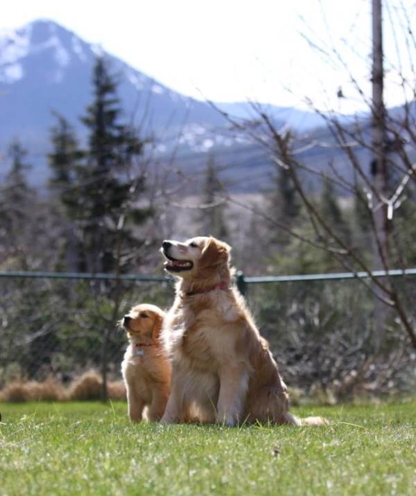 Majestic Golden Retrievers