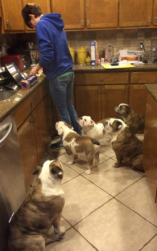 Pack Of Bulldogs