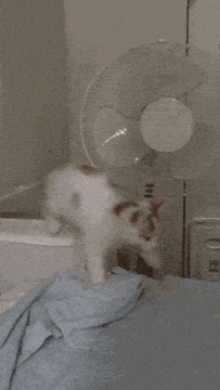 Perfectly Looped GIFs Cat