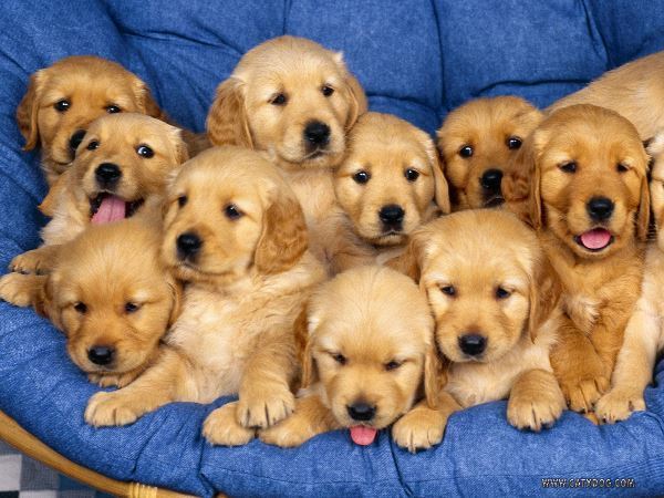 Pile Of Golden Retriever Puppies