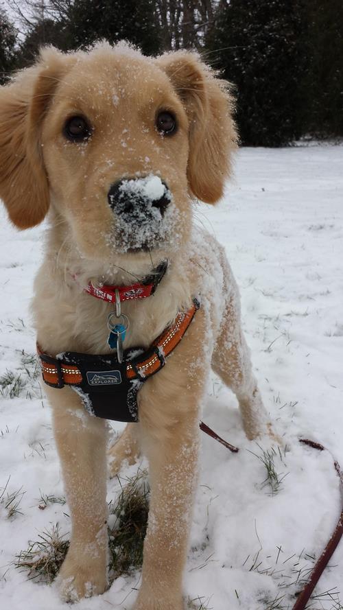 Puppy In The Snow