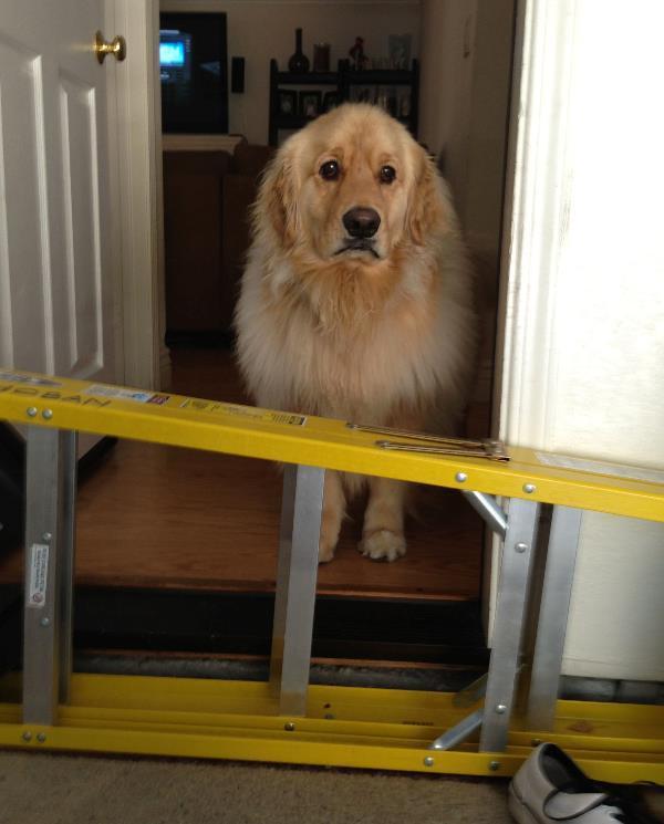 Sad Golden Retriever