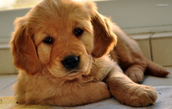 Sitting Retriever Puppy