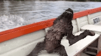 Sloth On A Speedboat