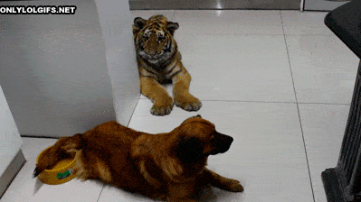 Tiger Sneak Attack