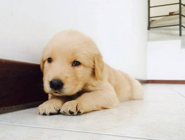 Tiny Golden Retriever