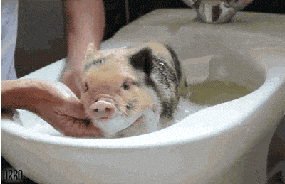 Washing A Pig