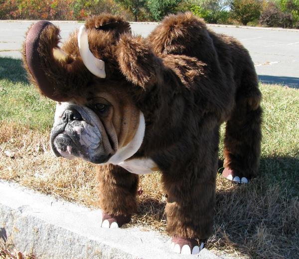 Wooly Bulldog