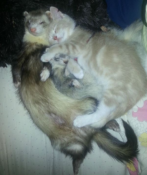 Adopted Kitten Ferrets Hugging