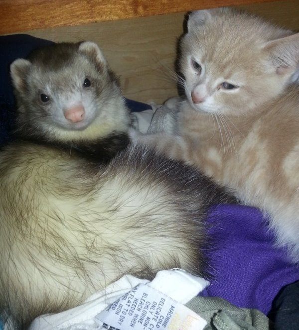 Animals Cuddling