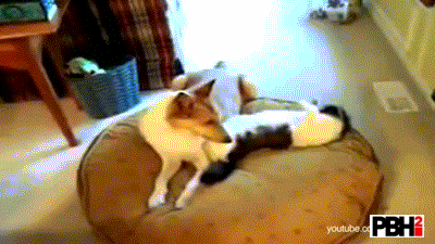 Cat Shamelessly Steals Dog Bed