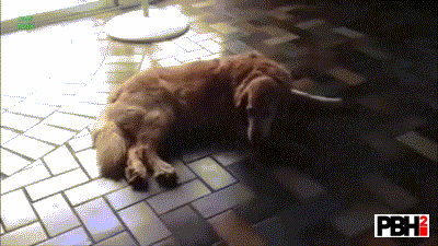 Cat Stealing Dog Beds GIF