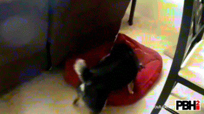 Cat Steals Dog Bed GIF