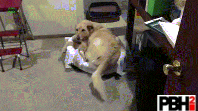 Cats Stealing Dogs Beds