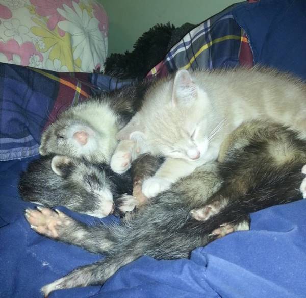 Ferret Cat Family Portrait