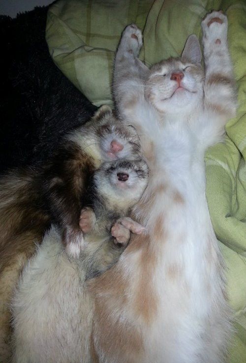 Ferret Family Adopts A Kitten