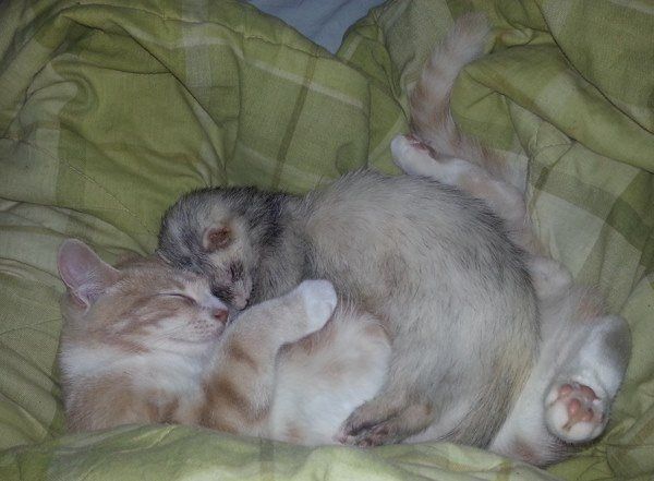 Ferret Adopts A Kitten